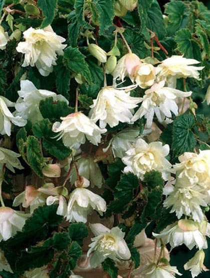 Hängande begonia, vit - World of Flowers